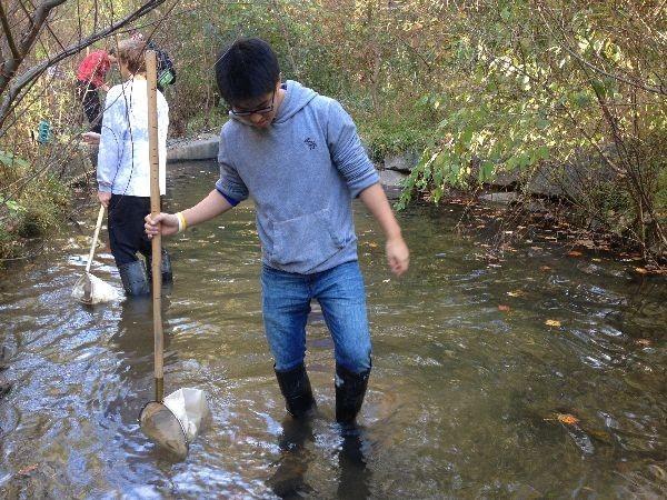 Junior Danny Song collects macroinvertebrates during a Group 4 field-trip at Snakeden Branch. 