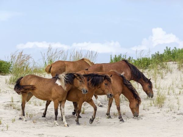 Photo of Wild Horses on Assateague Island, Courtesy of Getty Images/iStockphoto