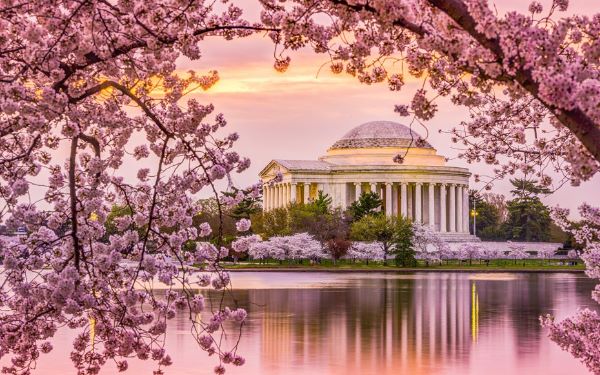 Cherry Blossoms in D.C., Photo Courtesy of www.theodysseyonline.com