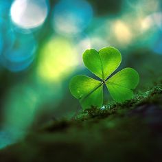 Four-Leaf Clover, Photo Courtesy of www.pinterest.com