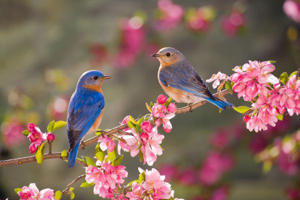 Eastern Bluebirds such as these two can be found at the Patuxent Research Refuge. Photo Courtesy of www.birdfeederlive.com