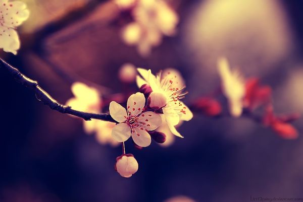 Spring Flowers, Photo Courtesy of Samantha Meglioli