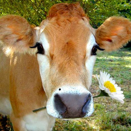 Youre' likely to see a sweet cow such as this one at the Spring Farm Tour in Loudoun, VA. Photo courtesy of www.sunshinecoastdaily.com