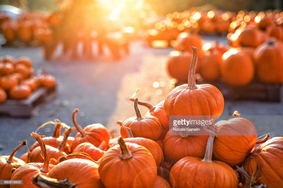 A+pile+of+bright+orange+pumpkins+on+a+pumpkin+patch+basking+in+sunlight%2C+photo+courtesy+of+Natalia+Ganelin+on+Getty+Images