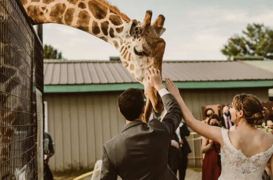 Remembering Waffles the giraffe - Reston Zoo devastated by fire