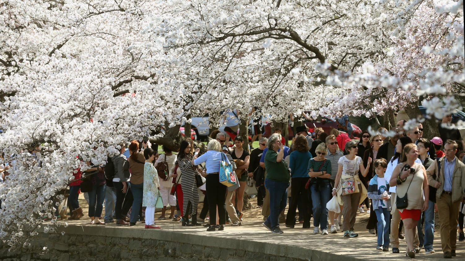 DC Cherry Blossom Festival goes online for 2021 South Lakes Sentinel