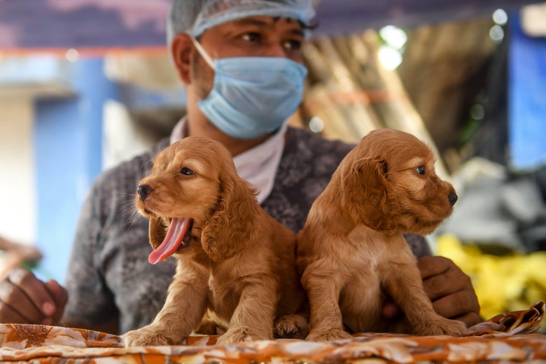 Photo via DIBYANGSHU SARKAR/Getty Images