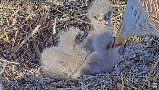 Dulles Greenway eagles Rosa and Martin welcome three baby eagles