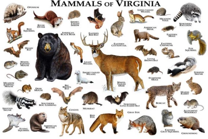 Wildlife+in+Virginia%2C+nature%E2%80%99s+finest