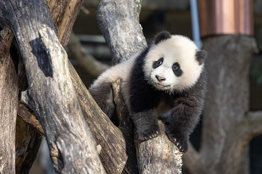 Is panda diplomacy gone?