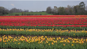 Image via Burnside Farms
