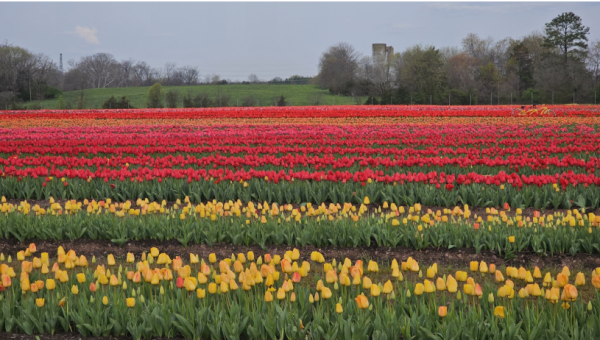 Image via Burnside Farms
