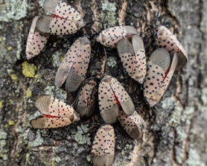 Image Via: Bertlett Tree Experts
