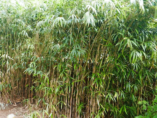 Invasive Bamboo in Fairfax, Virginia