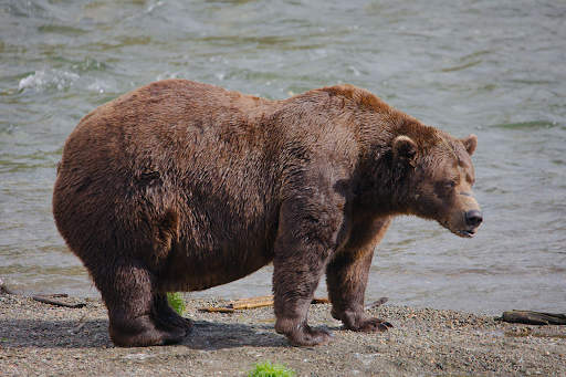Image Via: E. Johnston, National Parks Service
